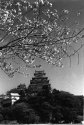 Sakura, Himeji