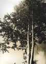 Tree on a grassy hill