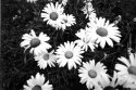 Camera 6 B&W