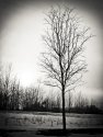 Meijers Tree