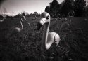 Flamingos along Peoria Road