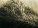 Feather Frost