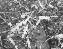 67fp-iced-shrub