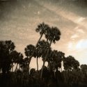 Hickory Mounds lith