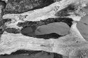 Stump Hole