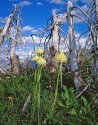 bear grass and white bark pine