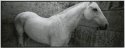 pano horse