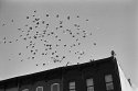 Pigeons over Myrtle Avenue