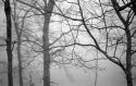 trees 1