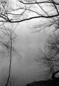 trees 2