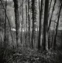 Woods above the Kendenich Pond