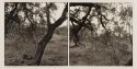 Tanque Verde Ranch/ Mesquite Brush