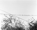 45cp-birdies
