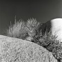 Joshua Tree Close-Up