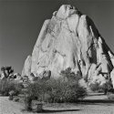 Joshua Tree - Climber
