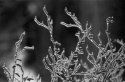 Ice Storm 2011