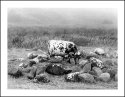 THE SPOTTED COW