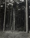 Edge of Forest