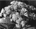 Flowers on Chair