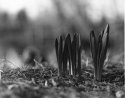 Daffodils at Tuck