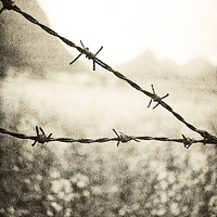 Barbed Wire and Rapeseed