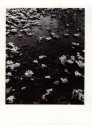 Frozen leafs in water puddle