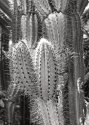 Cactus on Virgin Gorda