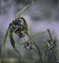 spiderwort hc