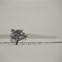 Lone tree in winter