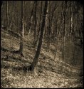 fomaLux-wood