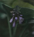 hostas hc