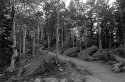 Aspen and Path, Rocky Mtn National Park