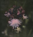 bearded iris hc
