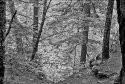Trees on Boulder Ave trail.