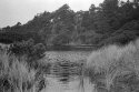 Pond on the beach