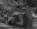 tree stumps