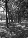 Tree Corridor