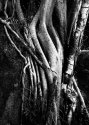 Tree Roots Covering a Boulder