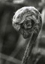 bird fern