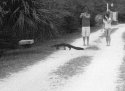 why did the gator cross the road
