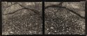 Fawn Lilies, Diptych