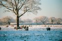 Cold Sheep