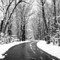 Snowy Trees