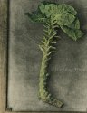 brussel sprout portrait 2 hc