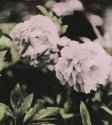 peonies hc