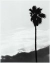 Palm Tree