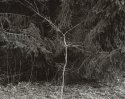 Among the Pines