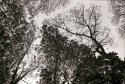 Looking up on a fall day