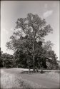 My favorite tree