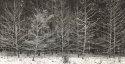 Little Grove